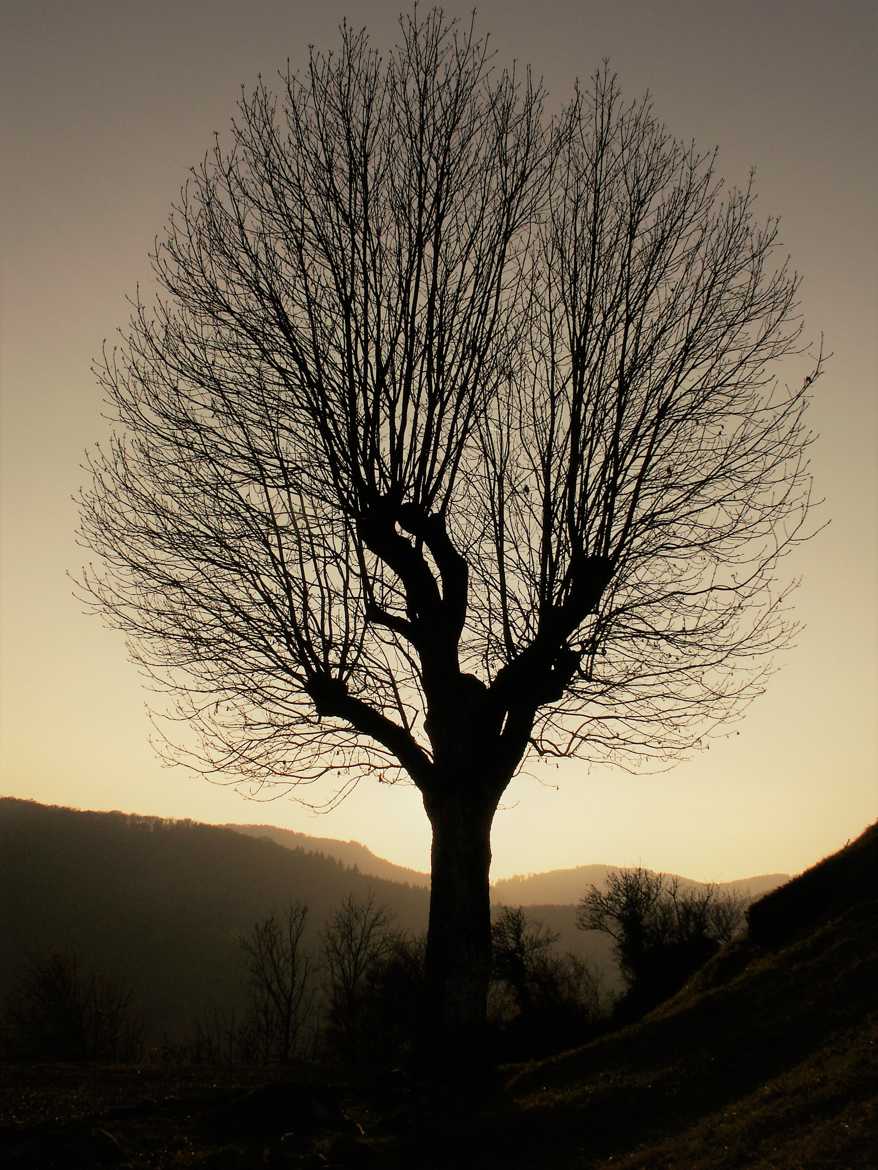 L'Arbre