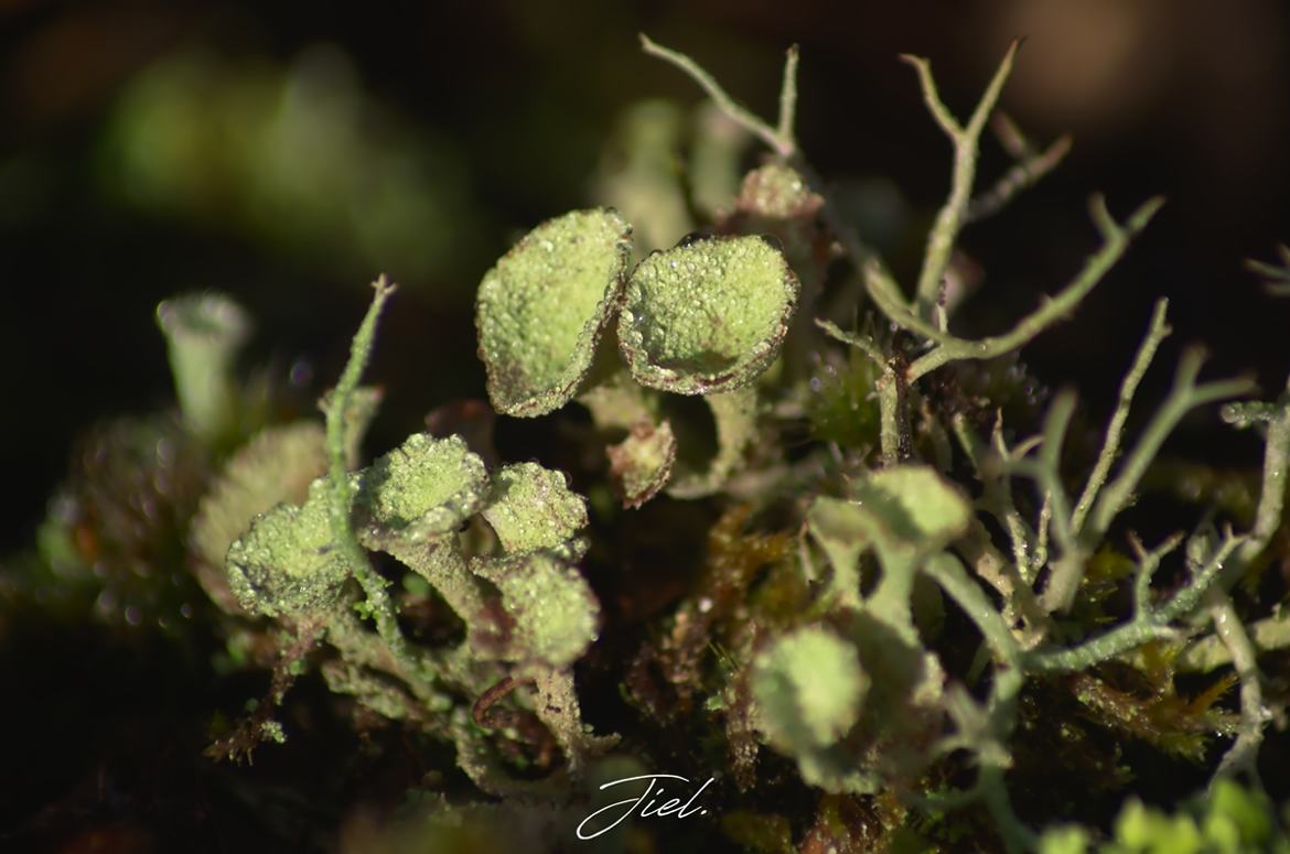 Cladonia au matin