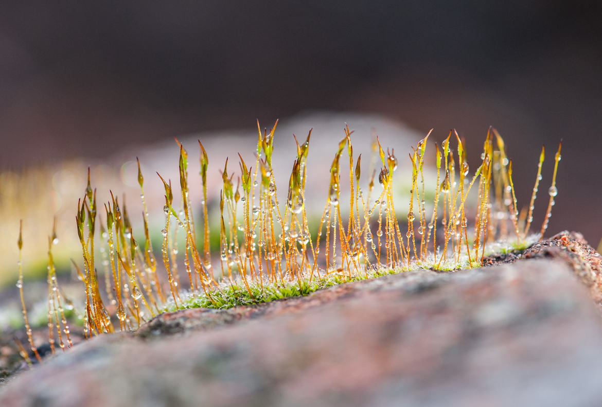 lichens ou mousse