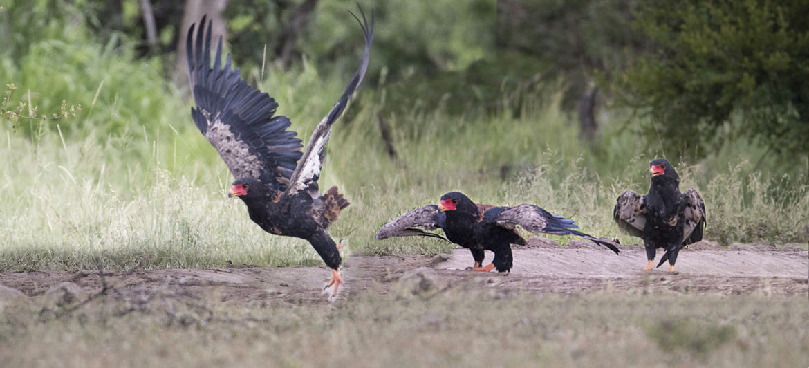 Décollage du Bateleur des savanes