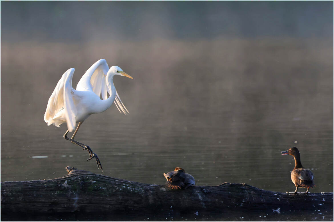 avec grâce et élégance
