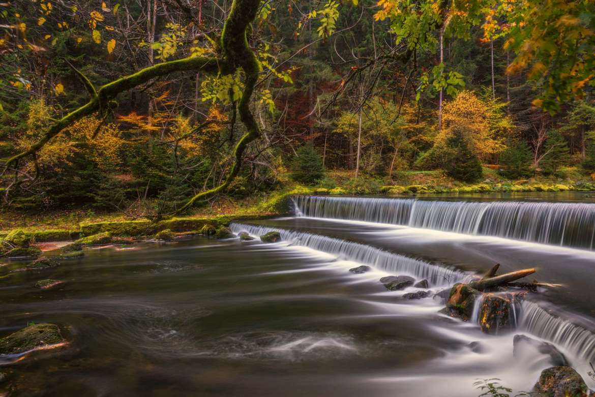 Forêt d'automne