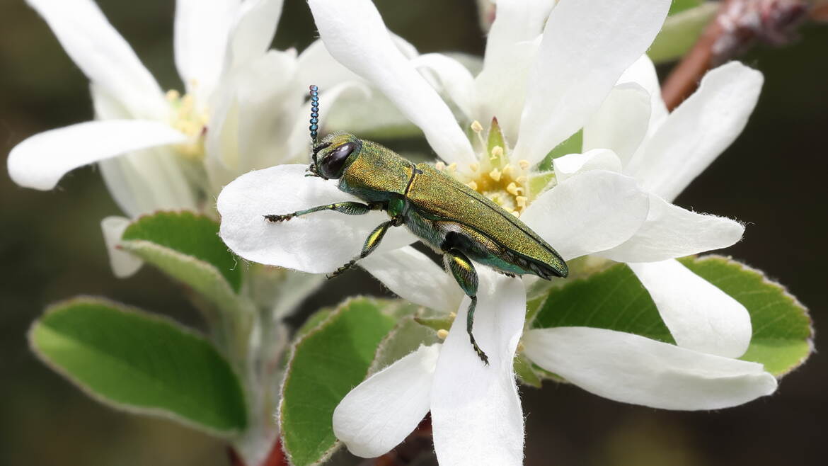Anthaxie hongroise sur fleur blanche