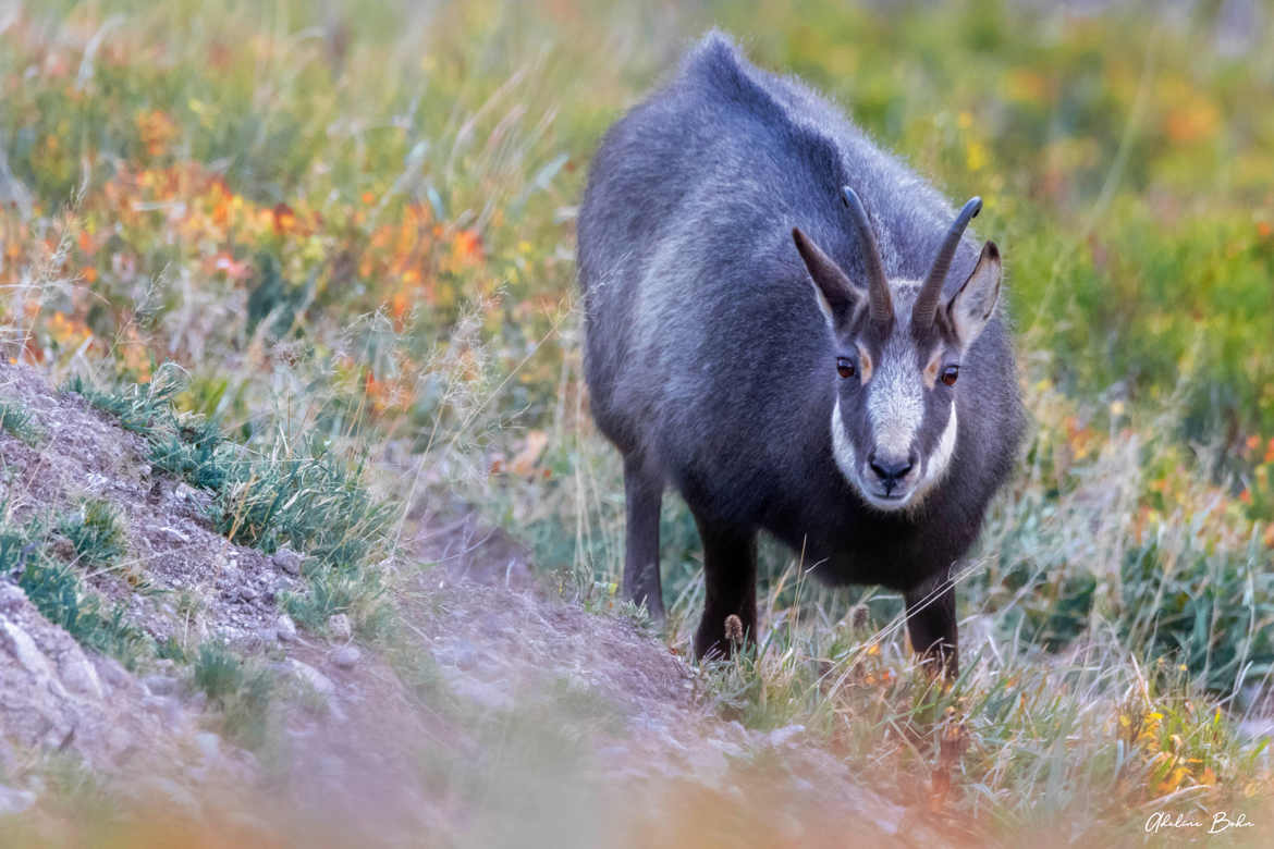 Un chamois dans les couleurs automnal