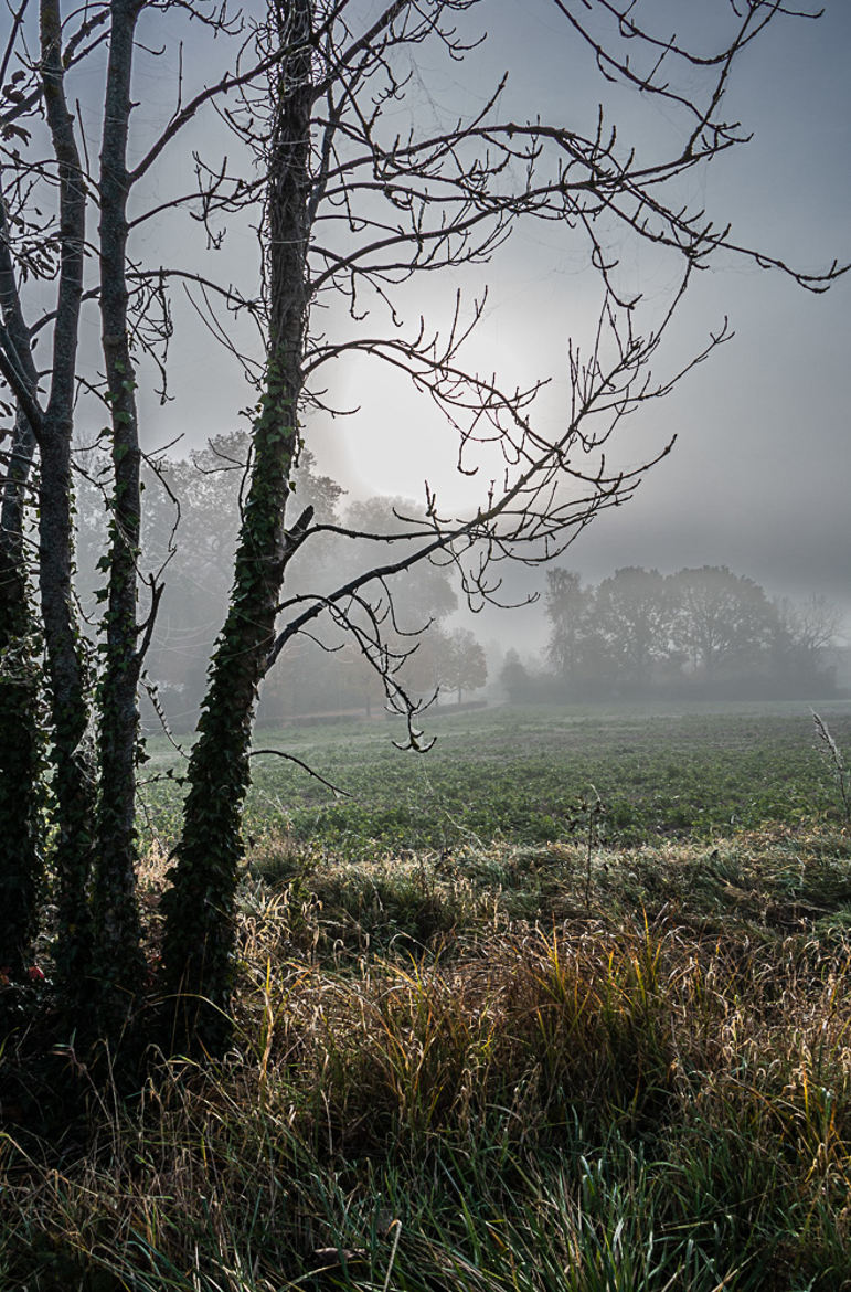 dans la brume