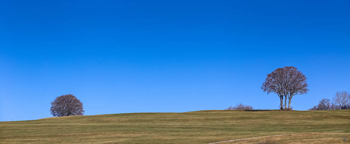 La colline aux arbres