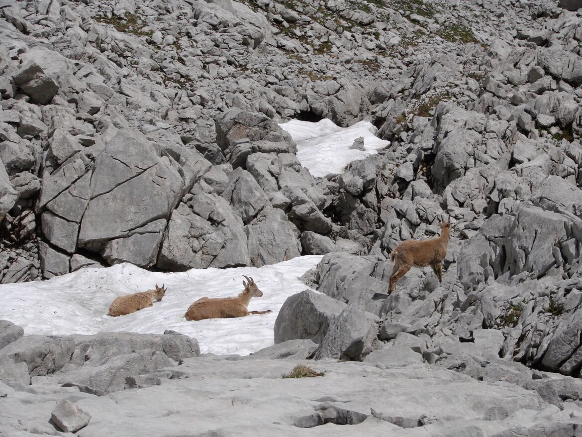 Plaisir des névés salutaires