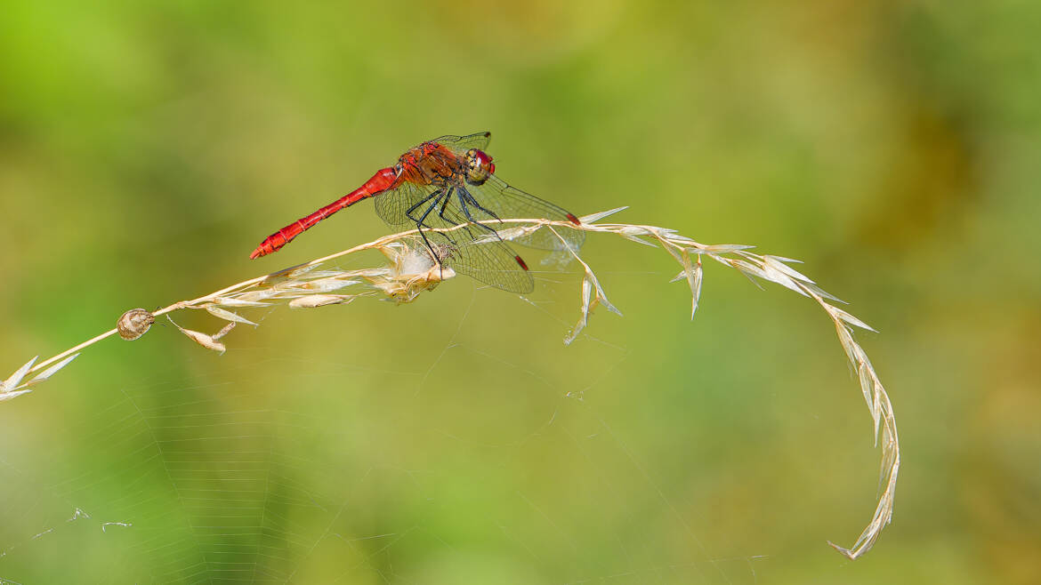 Sympetrum sanguin