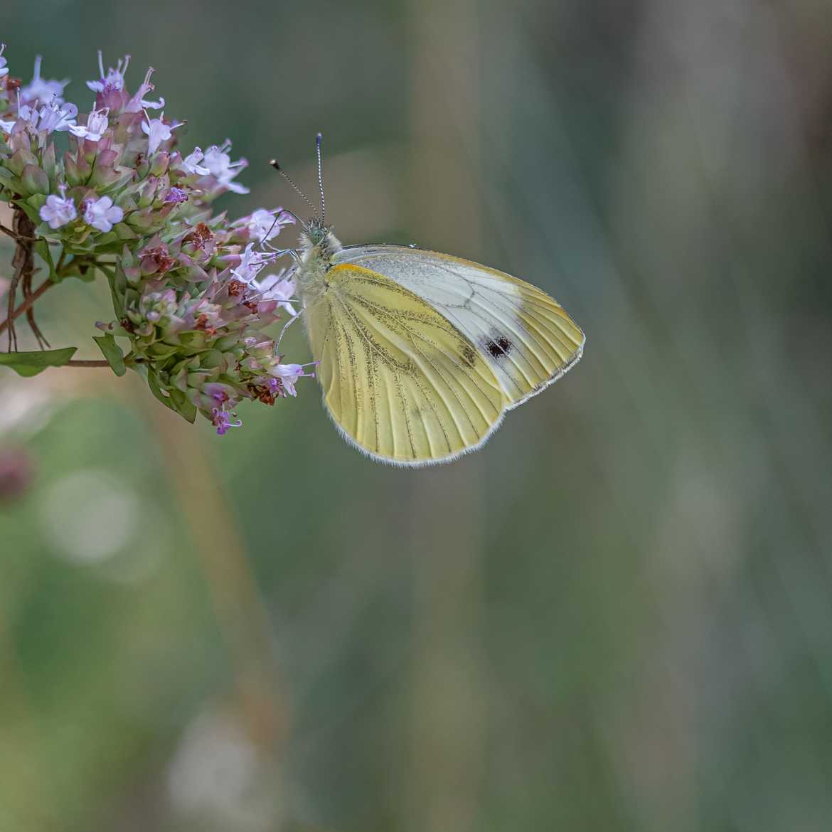 Papillon sur Origan