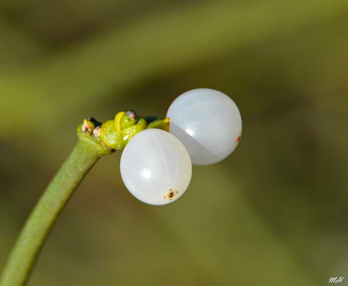 Les boules de Gui