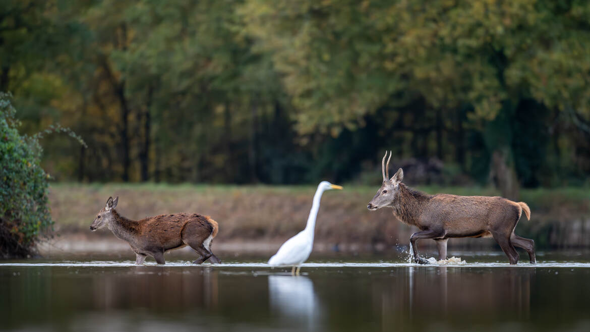 Traversée de l'étang sous haute surveillance