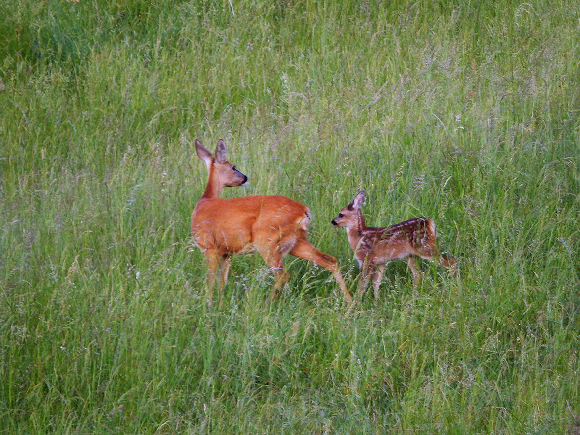 fait tout comme maman