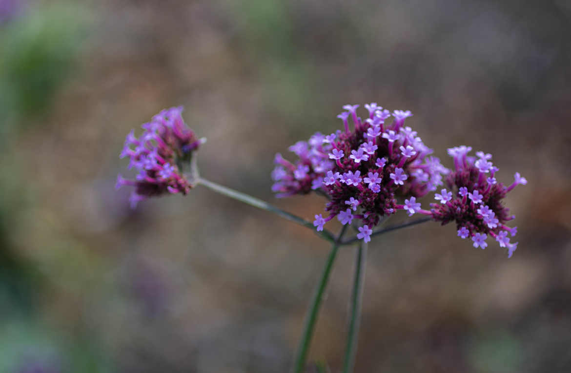 DERNIERES FLEURS