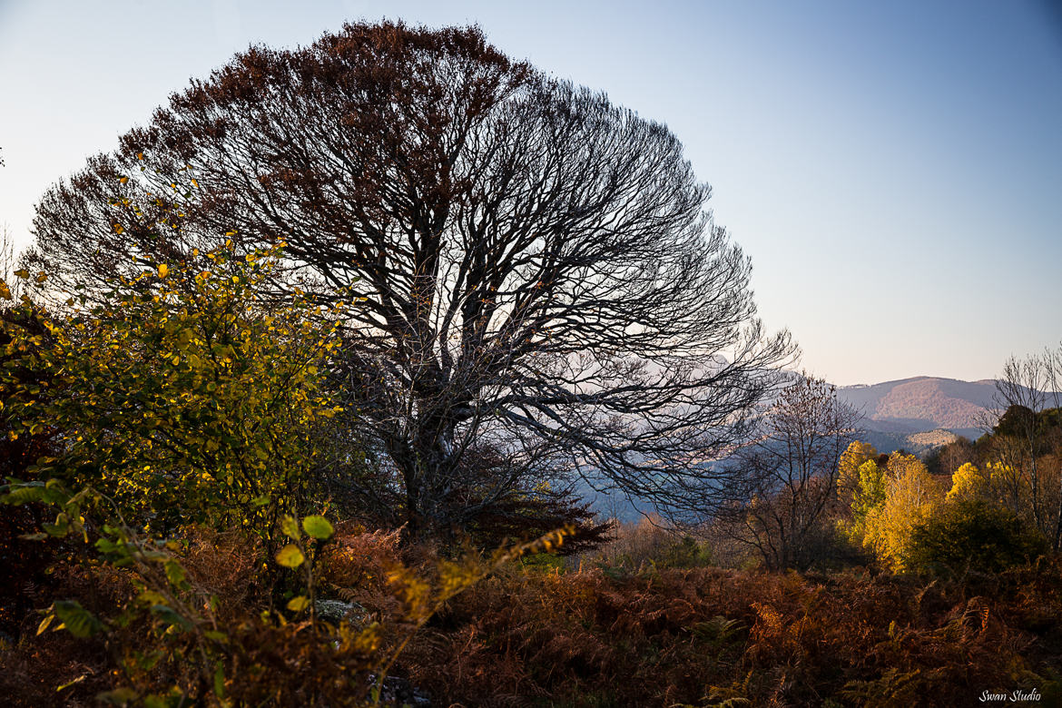 Couleurs d'automne dans les Pyrénées Ariégeoises ((2) : l'Arbre Rond