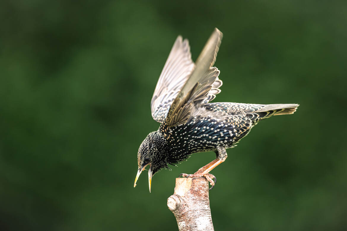 C'est mon perchoir !!!