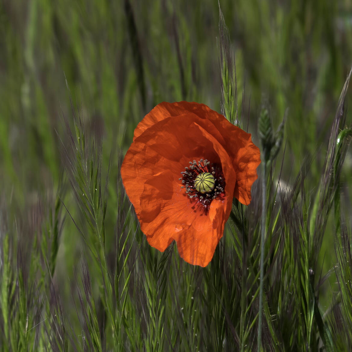 Elle est bien connu pour être le symbole d'amour, de paix et de mémoire.