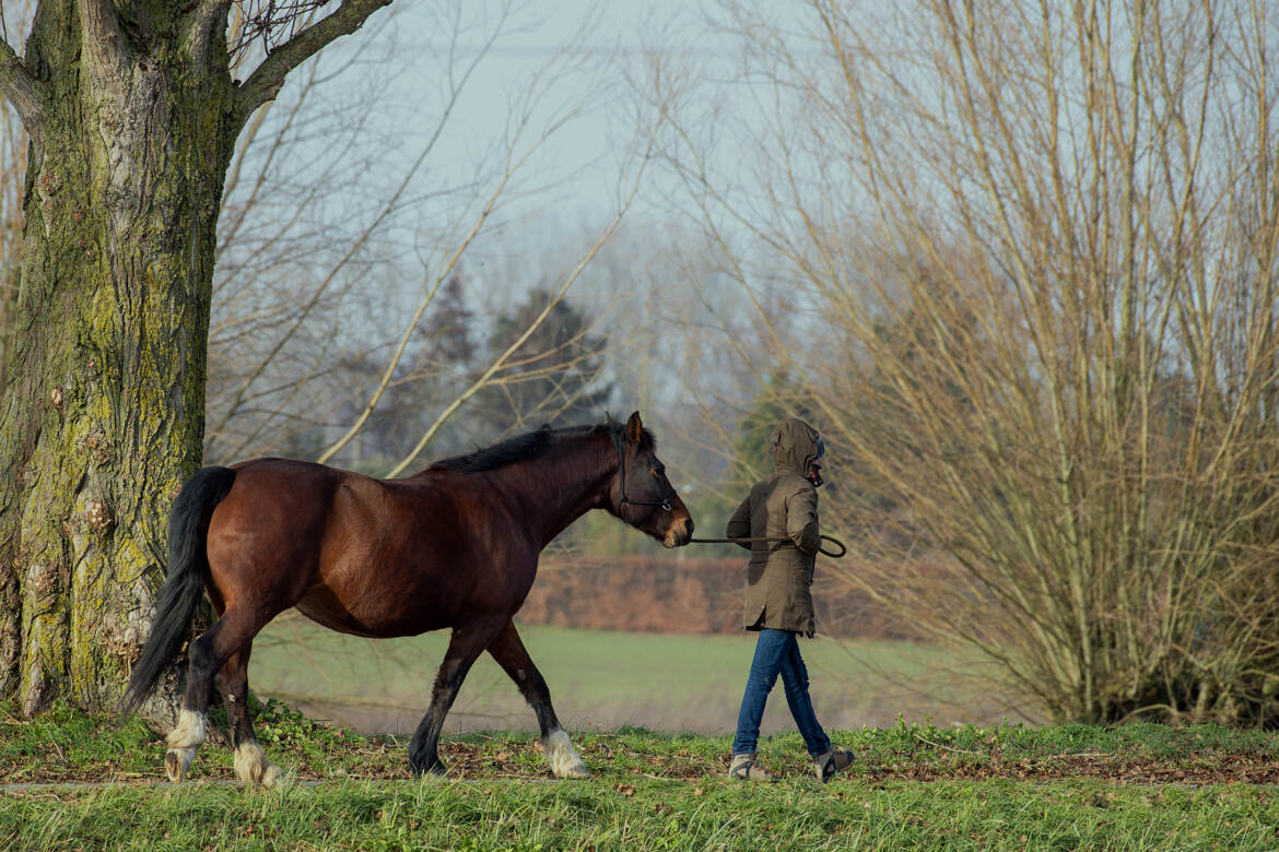 L'éducation du cheval par le travail à pied !