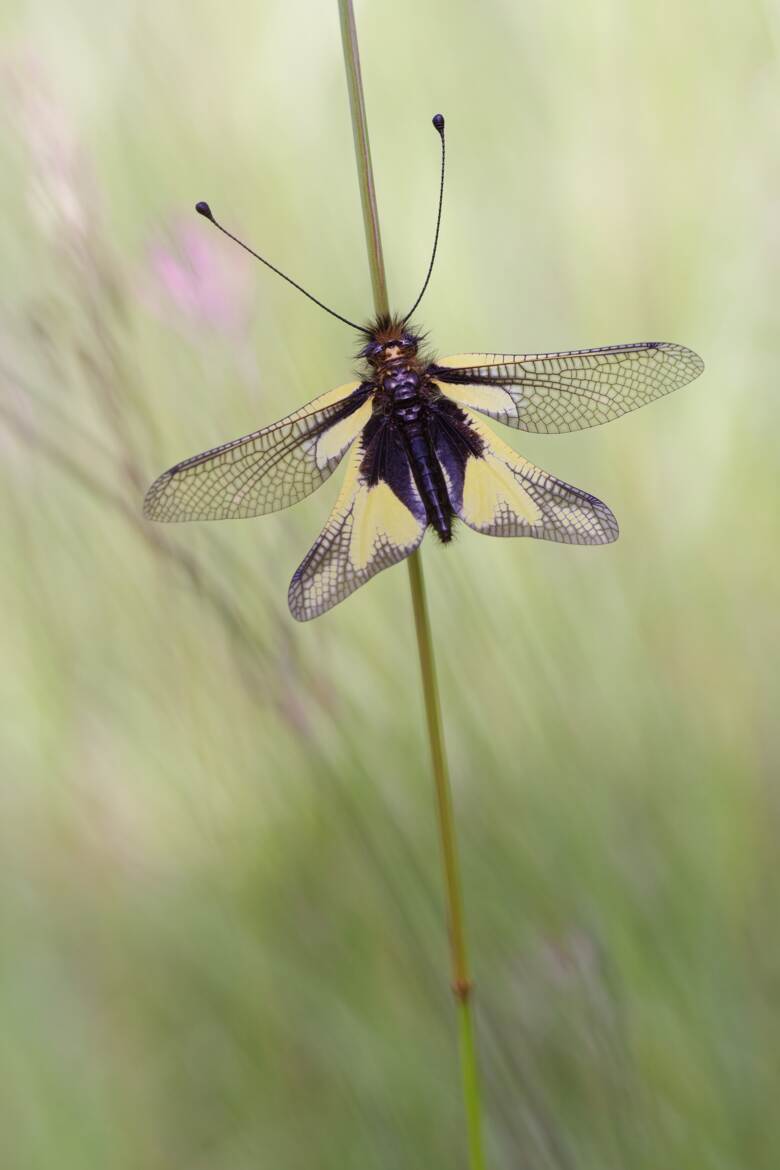 Le temps des ascalaphes.