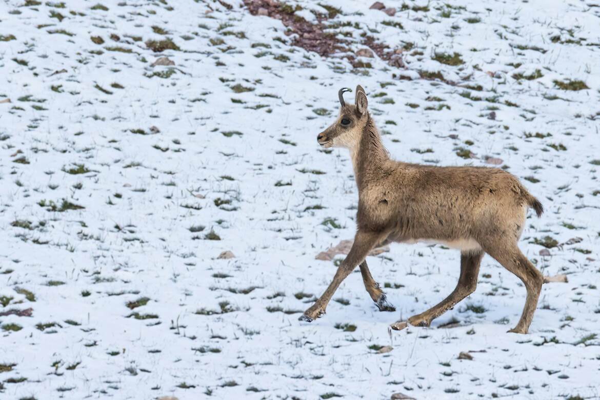 Jeune chamois au pas