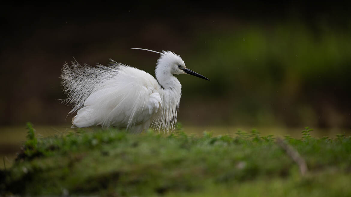 Un félicat plumage