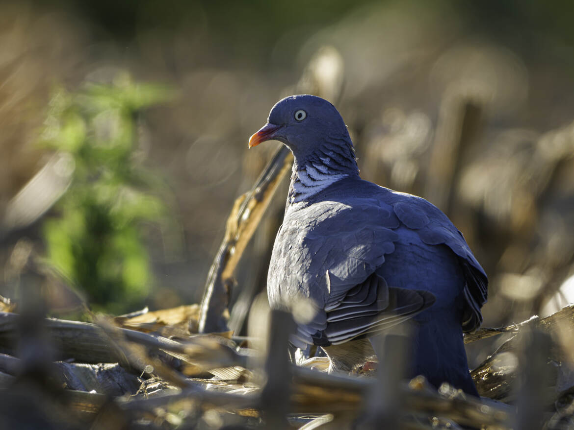Regard d'or et plumes bleues