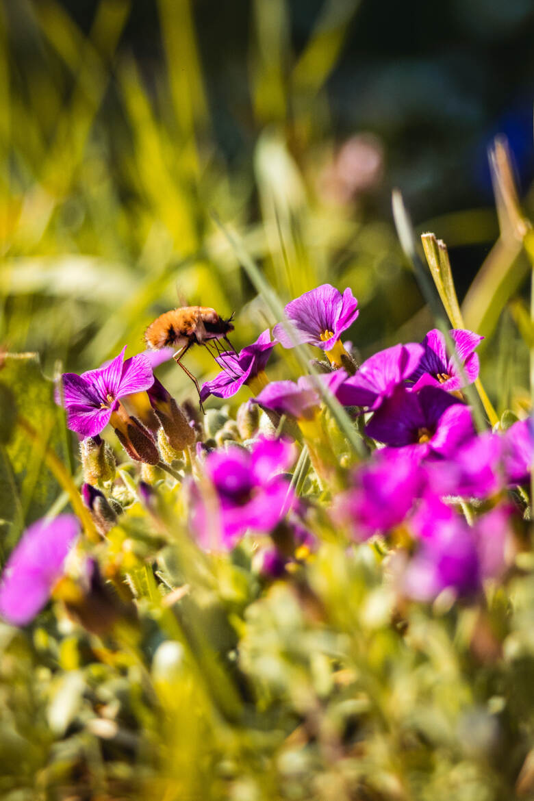 ambiance printaniere