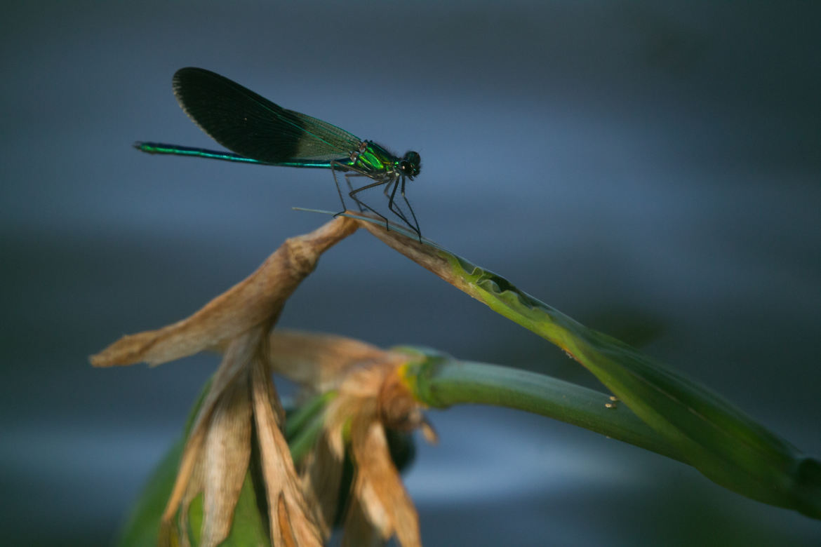 Demoiselle