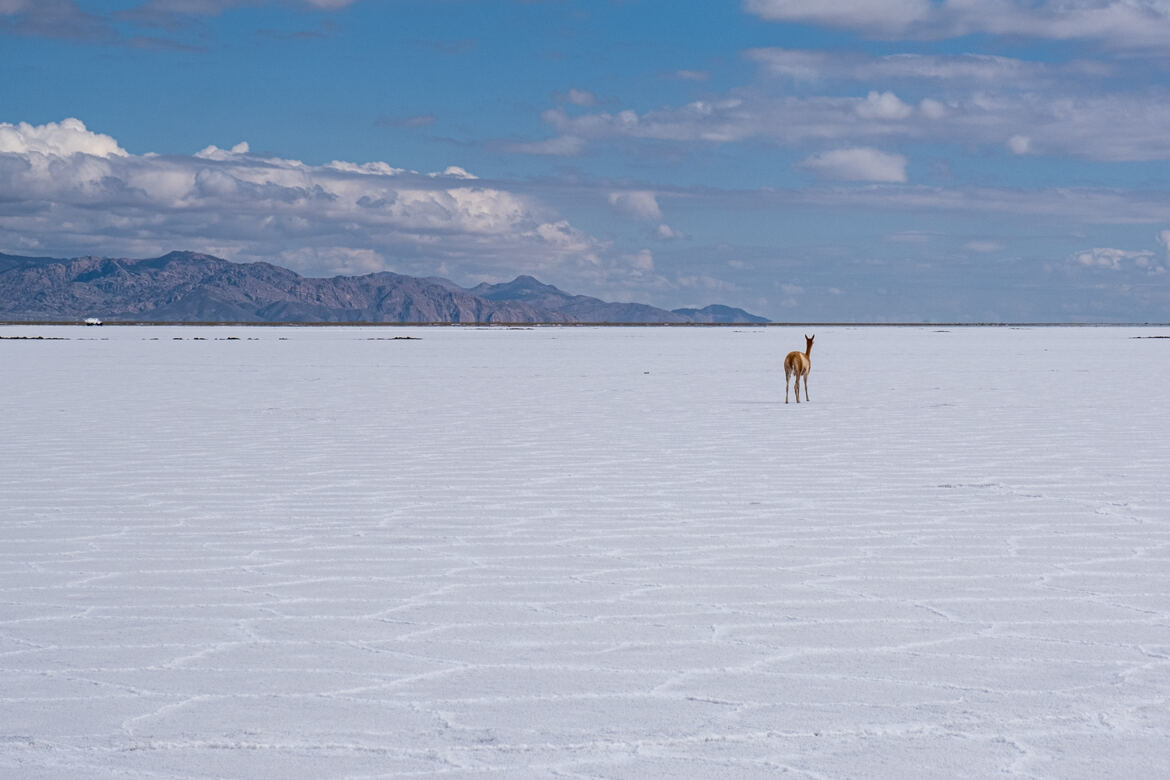 Seul sur le salar !