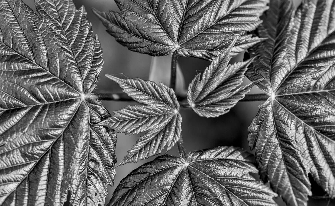 Nature monochrome (16)