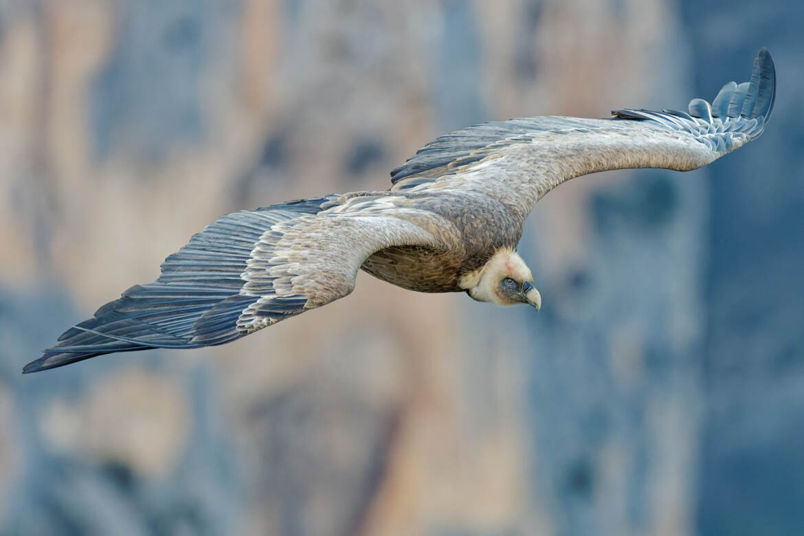 Entre les falaises...