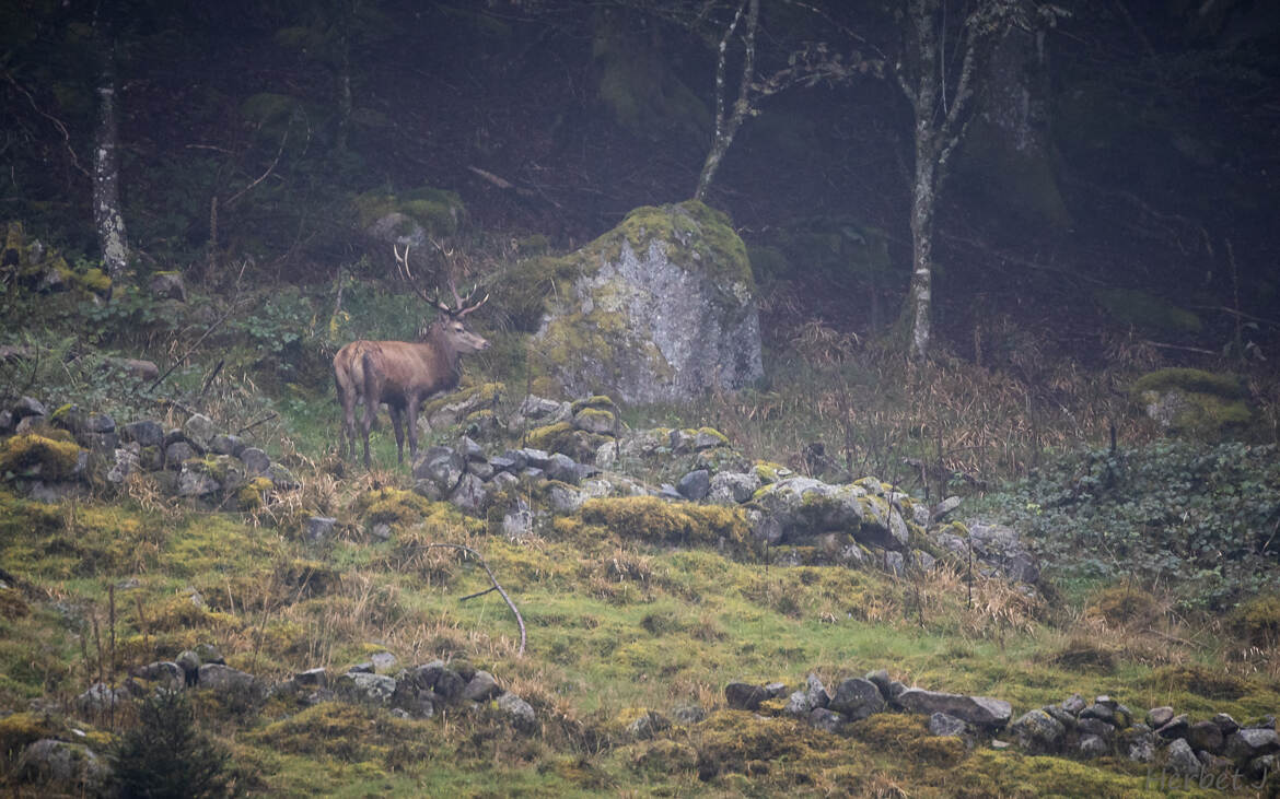 cerf dans la brume , brame 2024 .