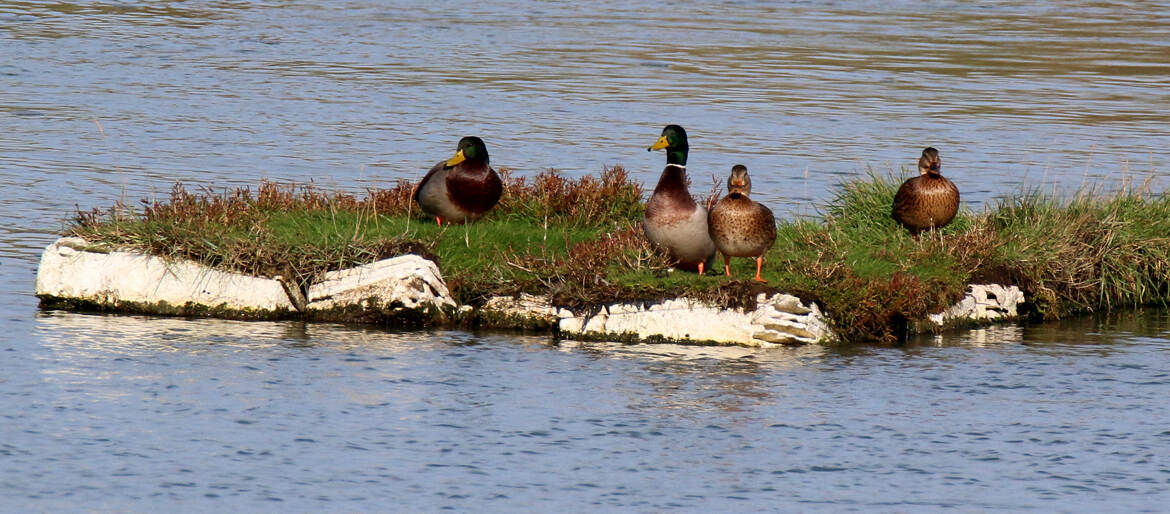 Canards sur la Rance