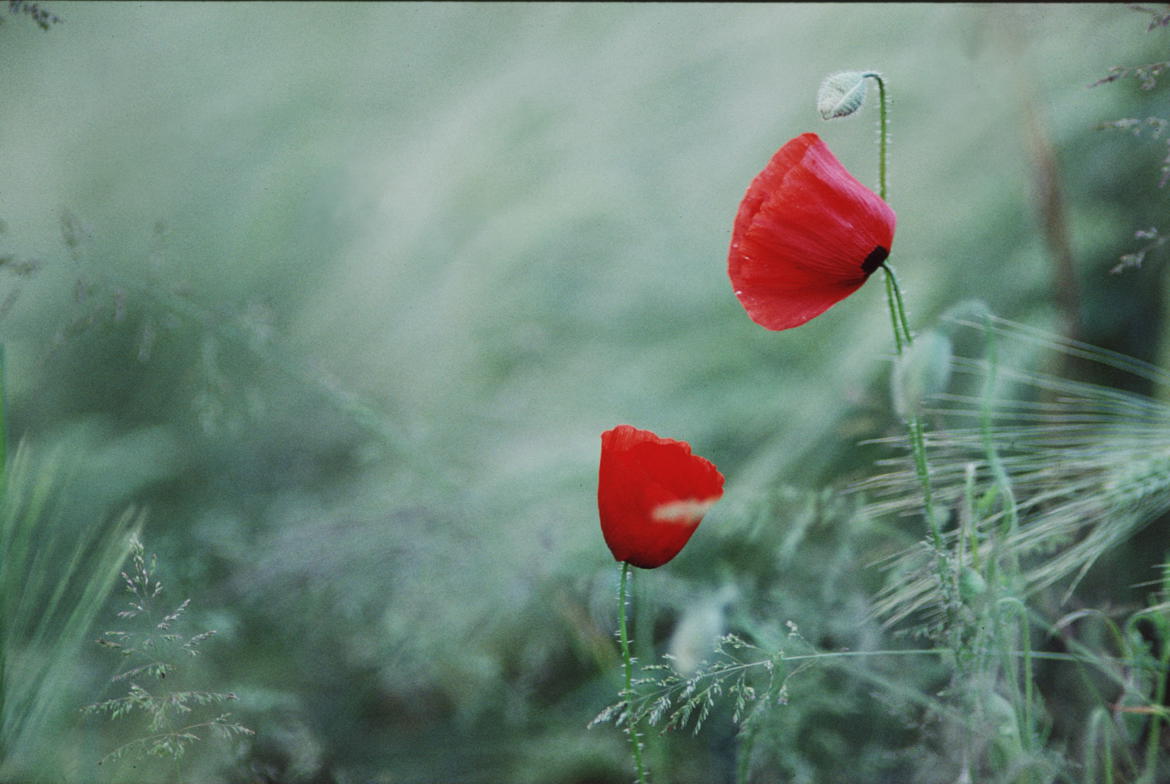 frêles coquelicots