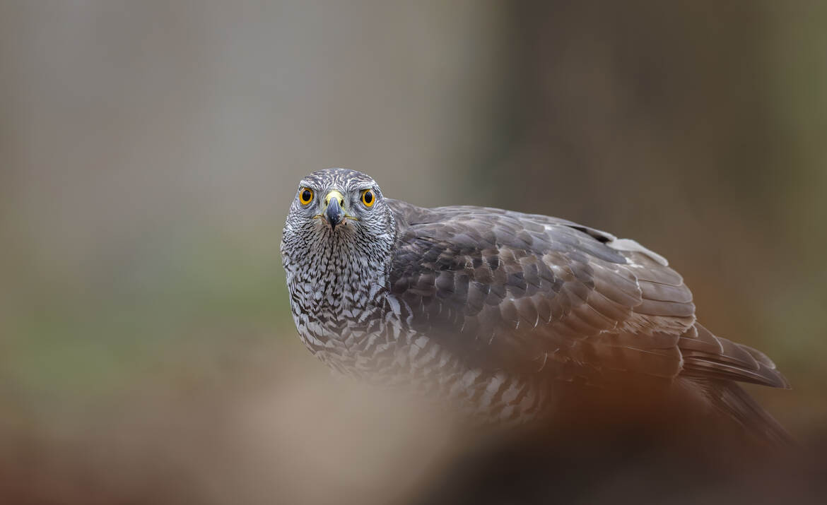 L'autour des palombes