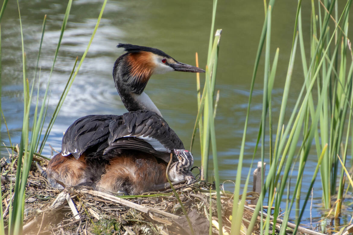 Ma première sortie!...