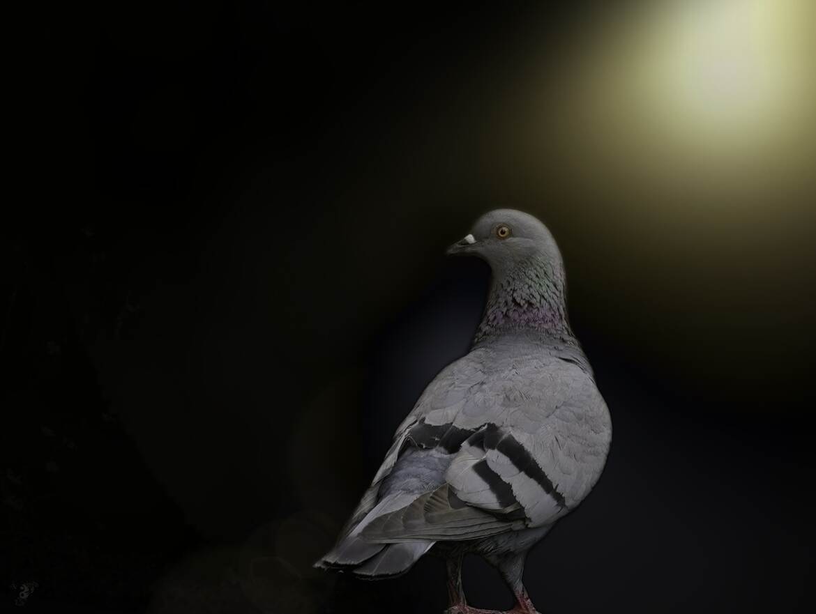 Pigeon biset