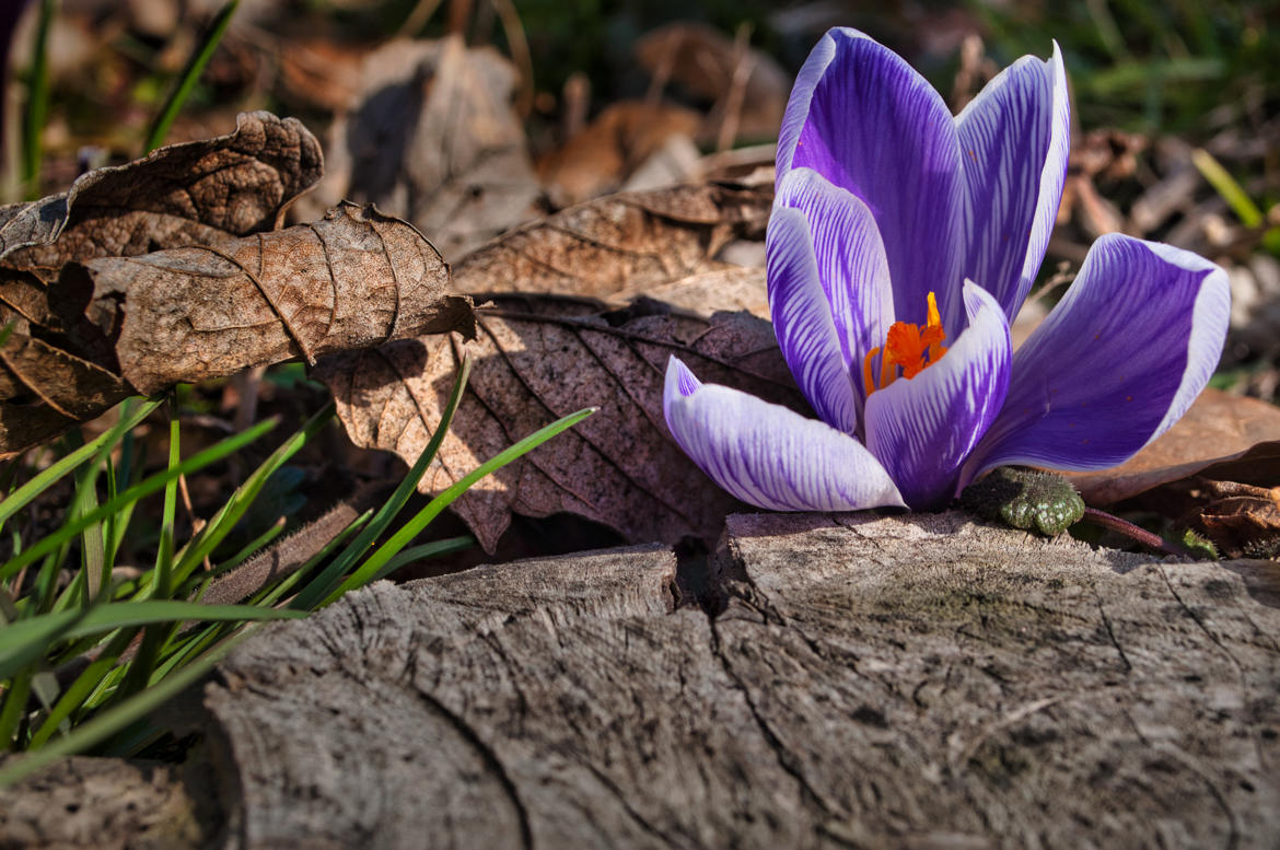 Entre hiver et printemps