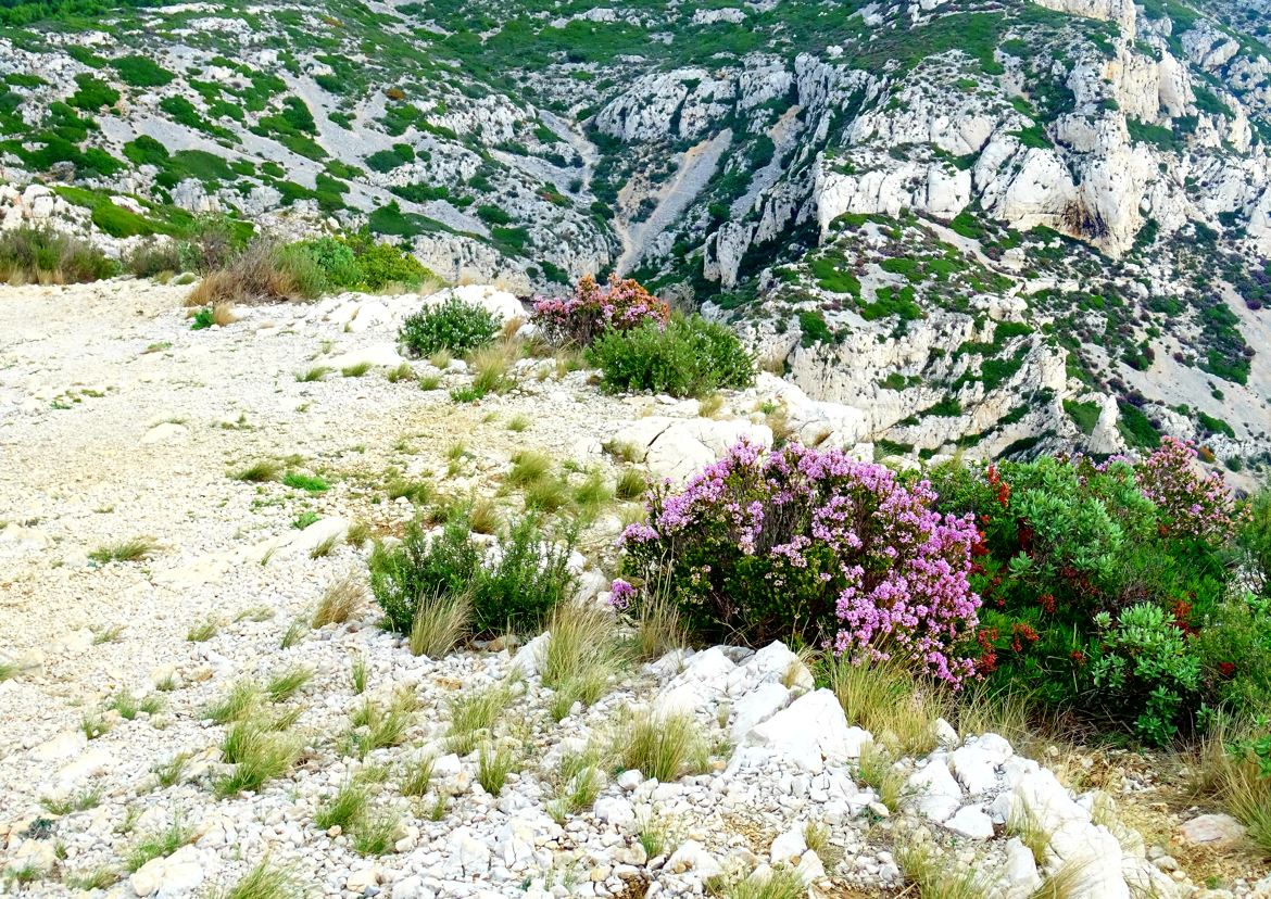 Du haut des collines (3) minéral et végétal