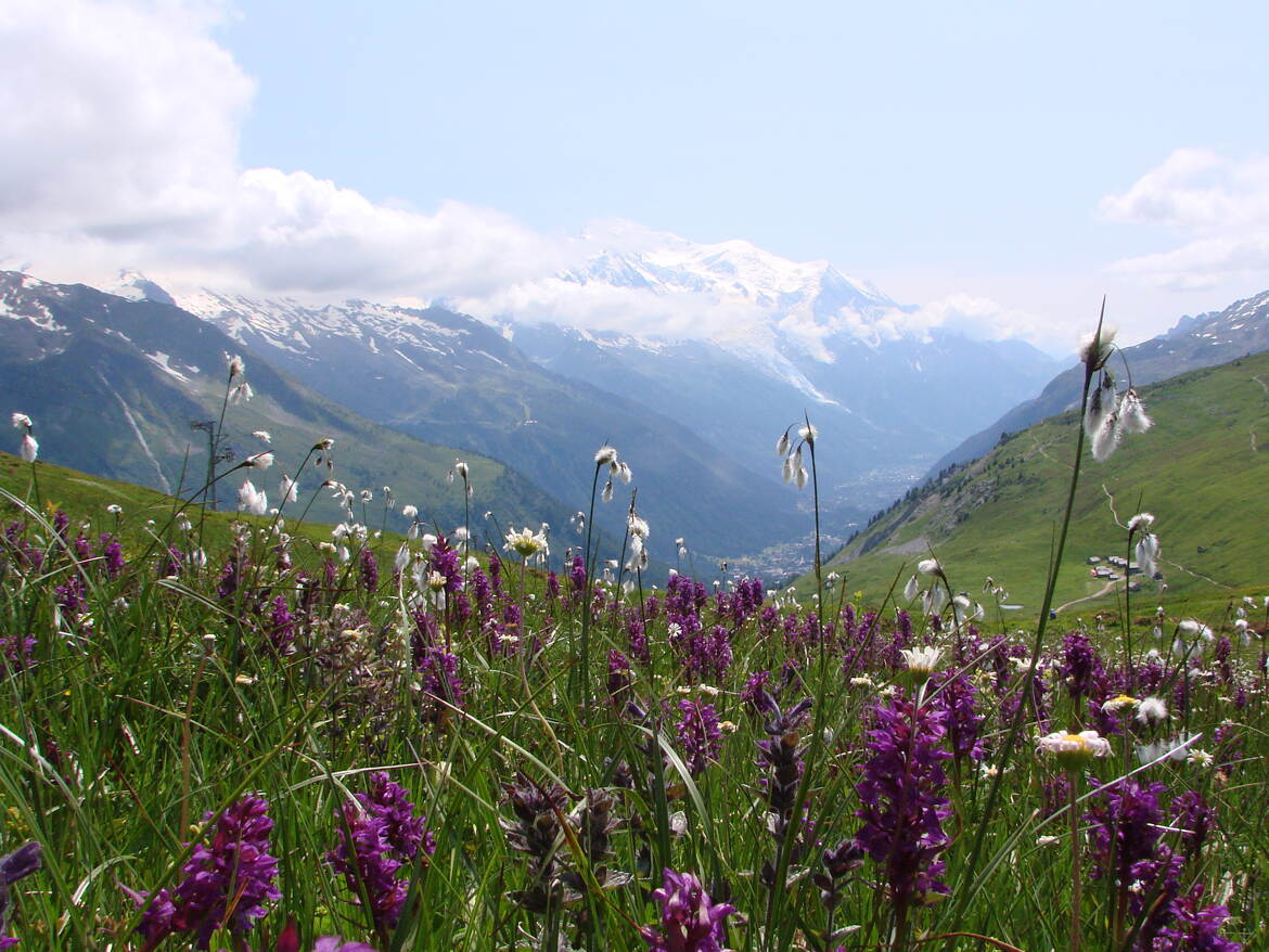 Montagne fleurie