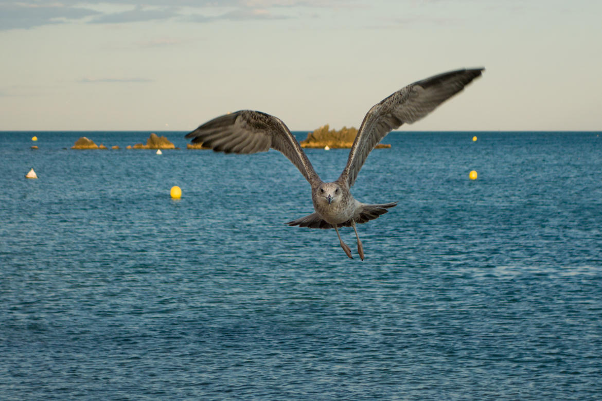 Mouette en approche