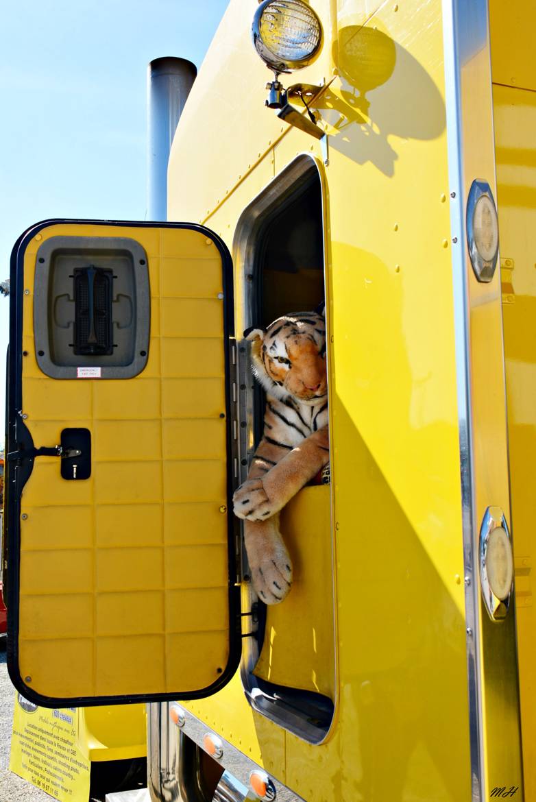 Avoir un tigre dans son camion