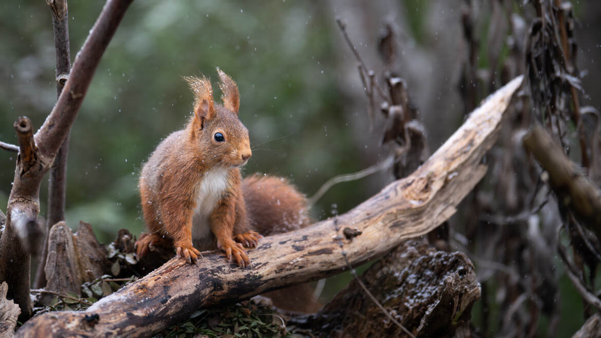 Un p'tit roux tout mouillé