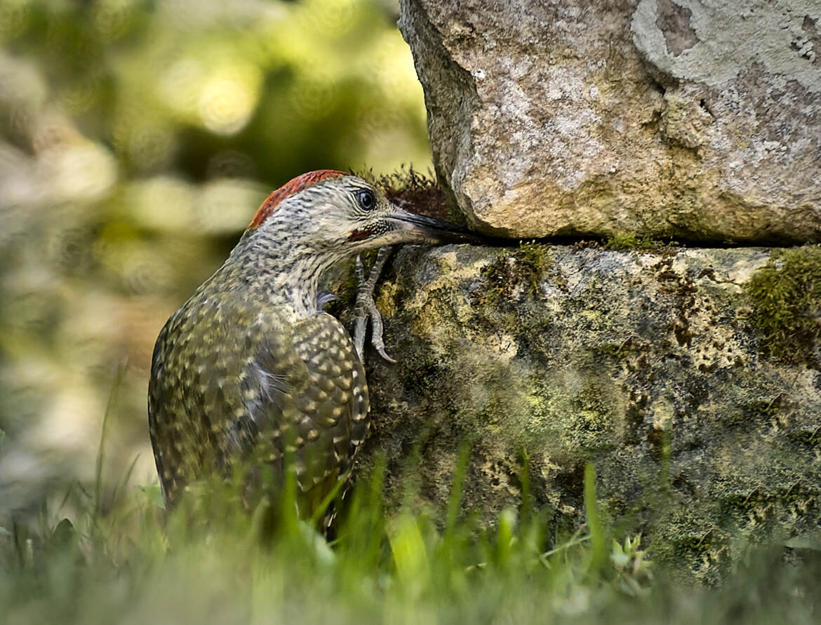 Chercher la petite bête