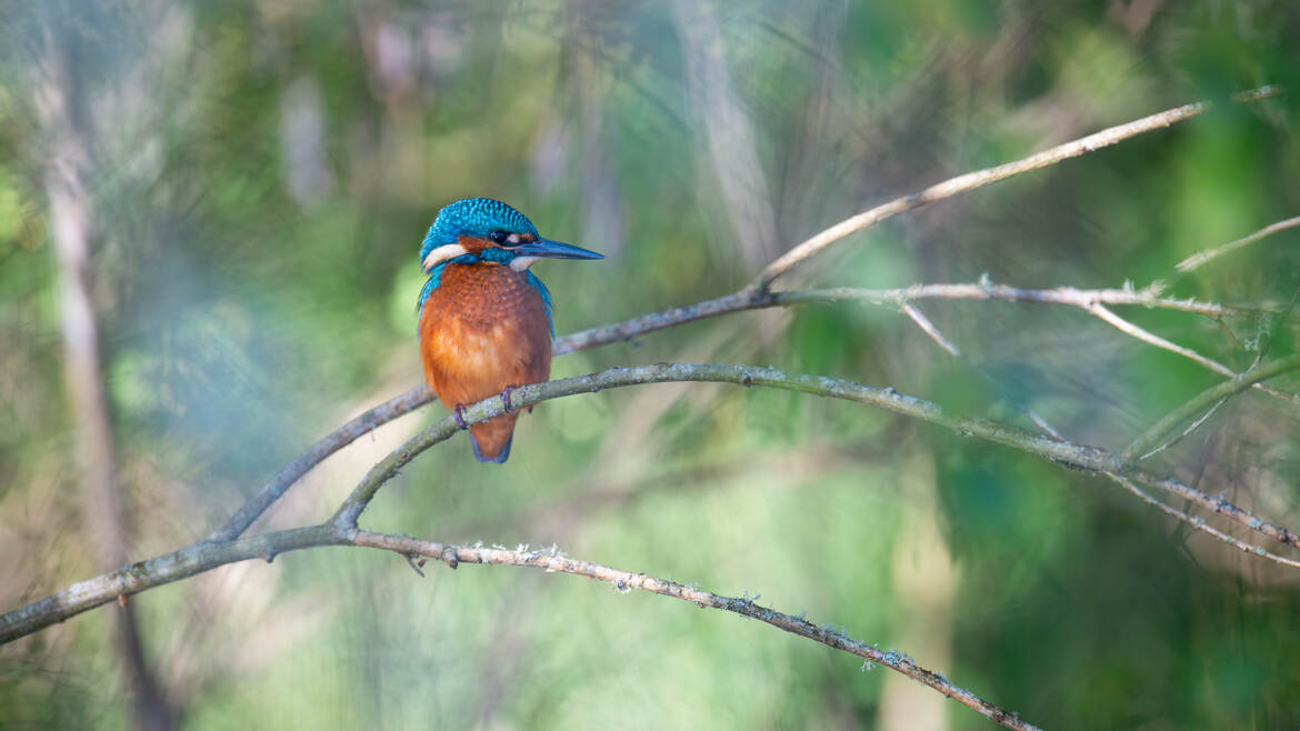 Un peu de couleurs dans ce fouillis végétal