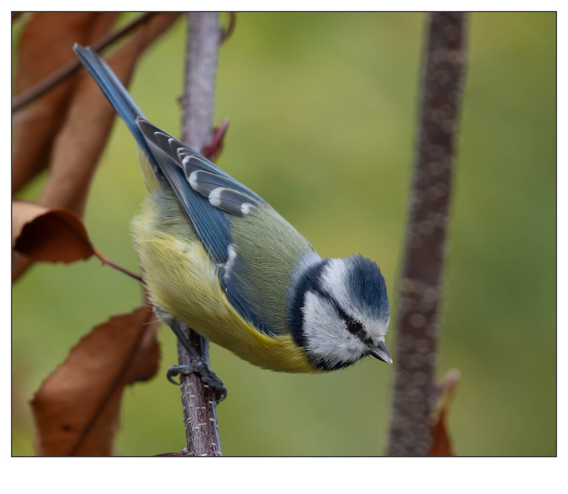 La mésange, avec sa calotte bleu cobalt