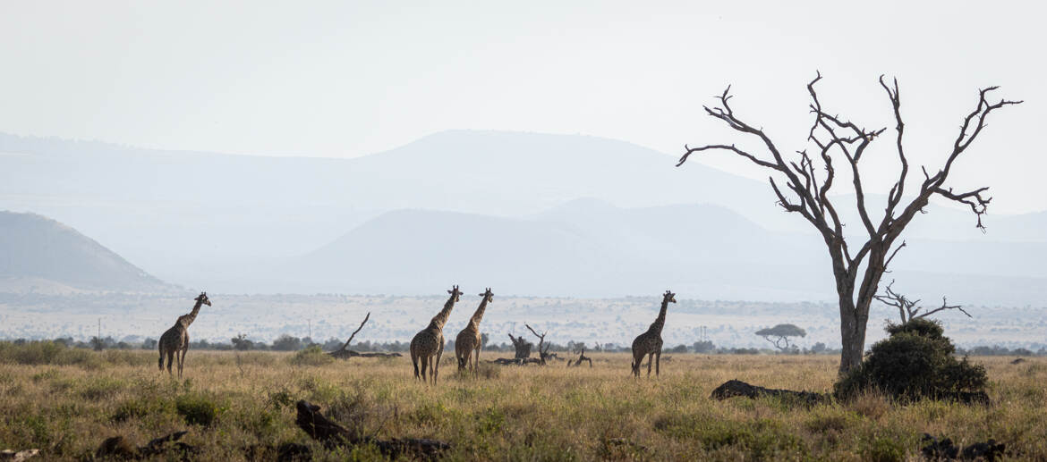 Giraffes à Amboseli