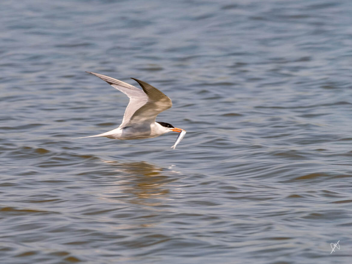 le déjeuner arrive !