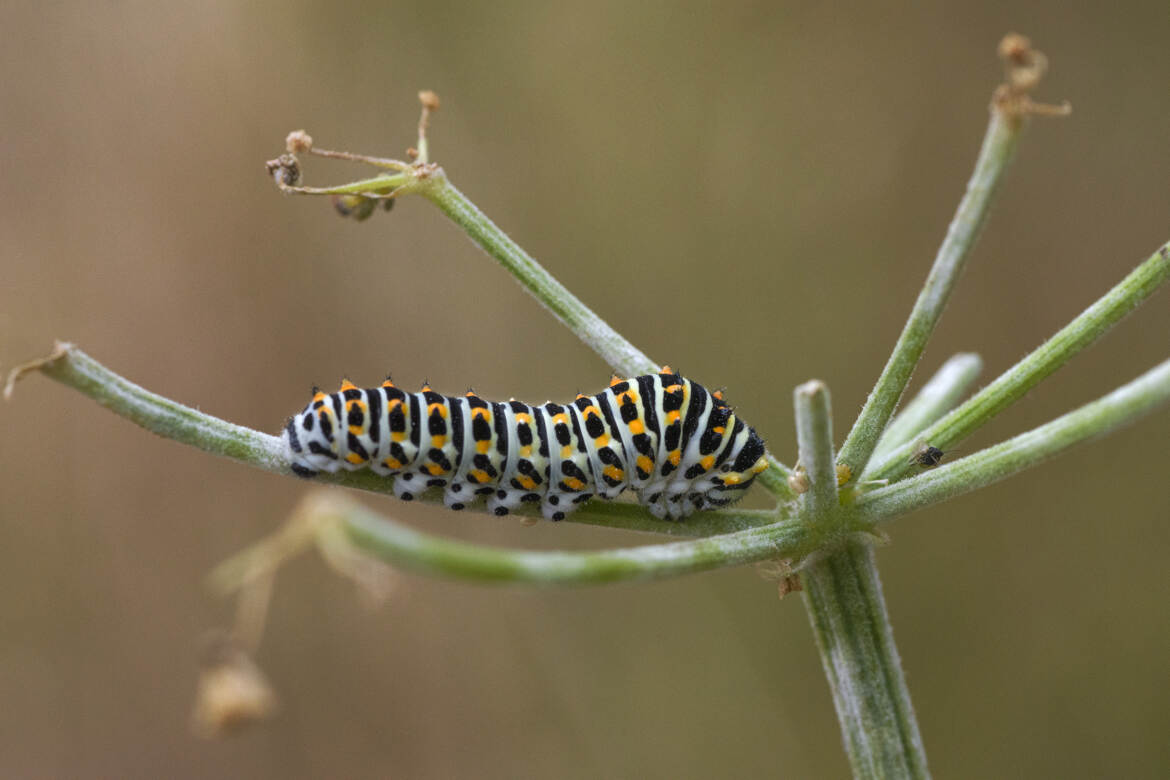 Futur papillon (Machaon )