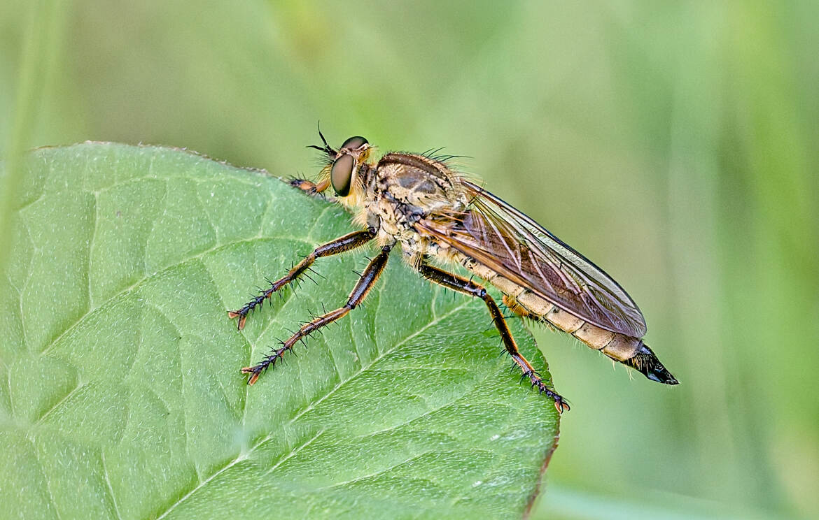 Asilidae aux pattes noires