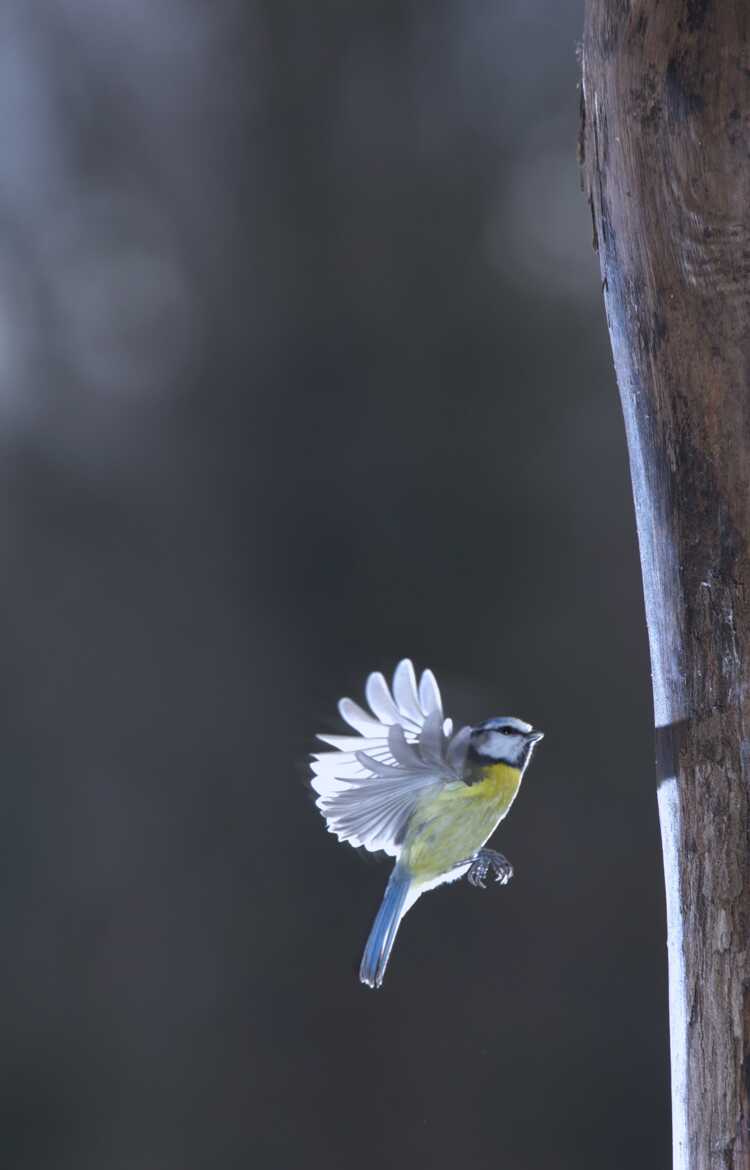 La petite bleue